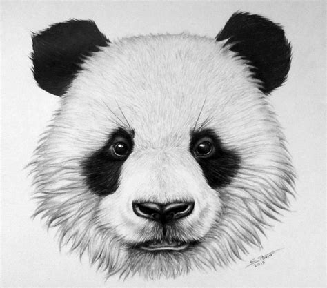 cool panda drawing